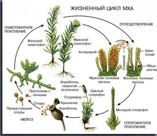 Ботаника  (Растения, Грибы, Лишайники)