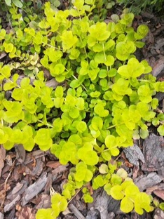 Голова садовая