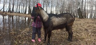 Про коз