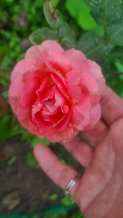 Любимый сад