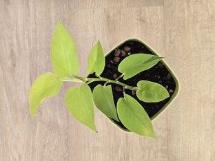 Моя ботаника