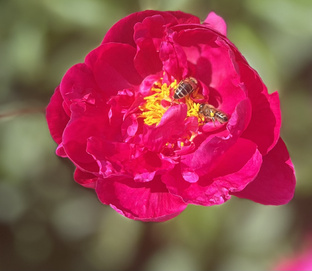 Пчеловодство