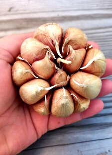 СОРТА ЧЕСНОКА 