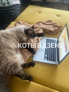 Интерьерные коты в ДЗЕНЕ.