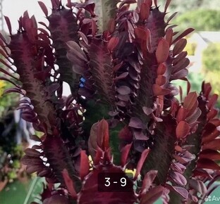 ЭУФОРБИЯ, или МОЛОЧАЙ