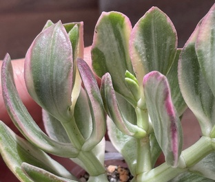 Крассулы - грунт, размножение, полив 