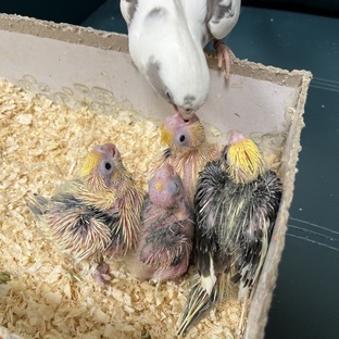 Гнездование 2024