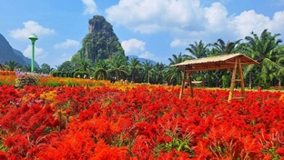 Сад цветов в Таиланде