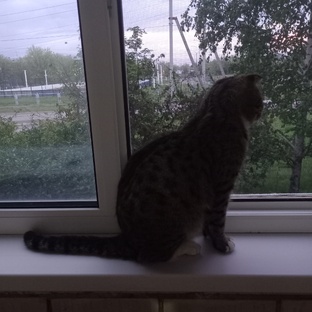 Про братьев наших меньших