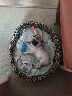 Тимоха. Первый годик счастливой жизни.