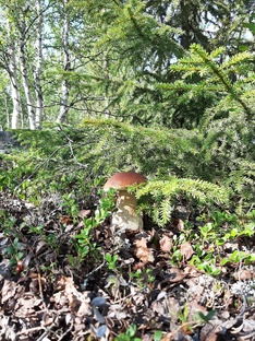 Грибные походы