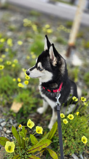 Аляскинский кли кай