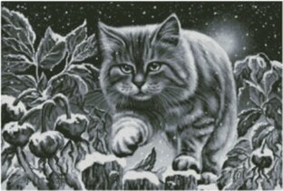 Снежный котик