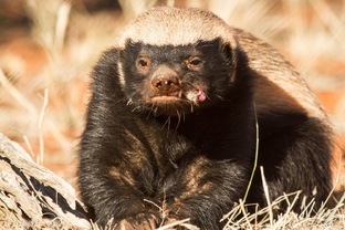 7. Docker for Beginners