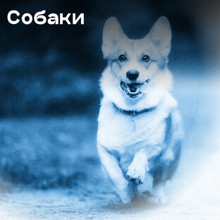 Собаки