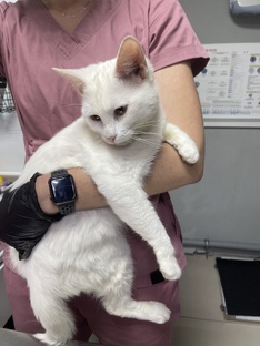 Здоровый хвост