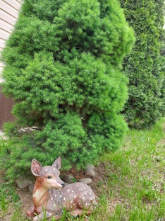 Хвойные