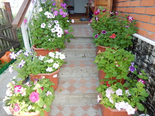 Наш сад, огород, на севере.