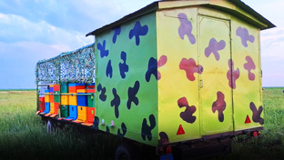 Пасека и пчеловодство