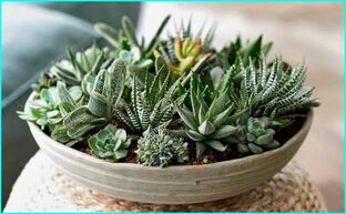 Суккуленты