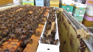 апрель на пасеке