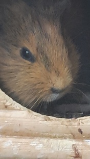 Из жизни белок.