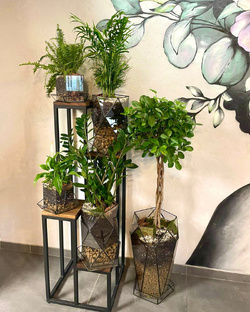 Растения в интерьере 