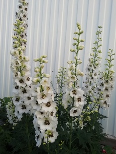 Выращивание растений из семян