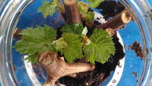 Укоренение - простейший способ БАКУ