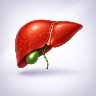 Печень и желчь