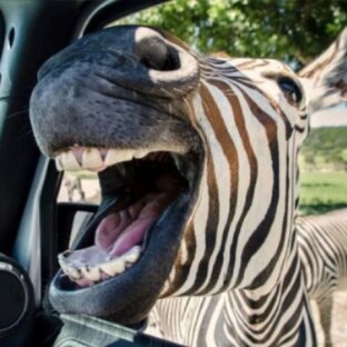 Безумно смешные приколы январь 2025