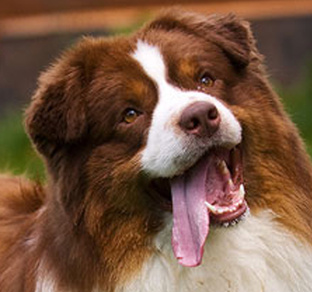 Похищение собаки Лаки