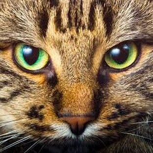 Кошки большие и малые