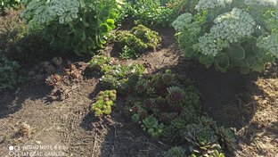 Суккуленты