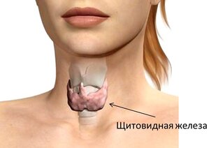 Здоровье щитовидной железы