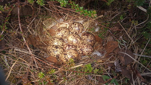 Гнездовая жизнь птиц