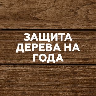 Защита и красота: как масла спасают дерево от времени