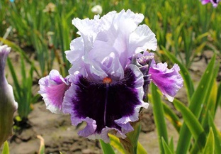 Коллекция высоких бородатых ирисов