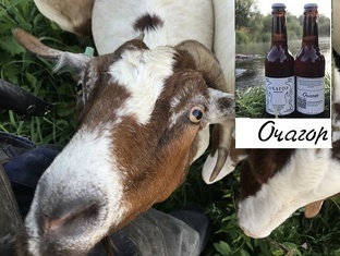 Рождаются только девочки