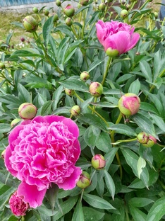 9 класс. ОГЭ