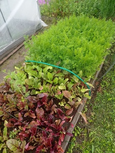 Картошка-моркошка и другие корнеплоды