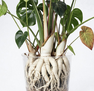 Пересадка растений 