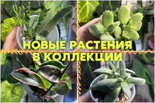 распаковочки