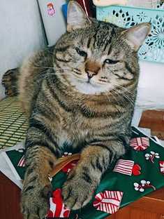 Кот Марсель