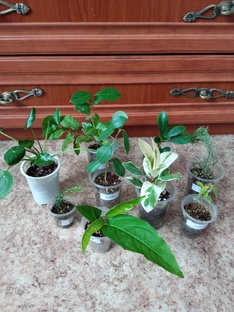 Цветочные новинки