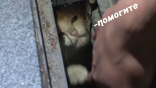 Животные в беде