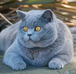 Опусы кота Владика