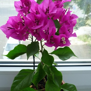 Бугенвиллия