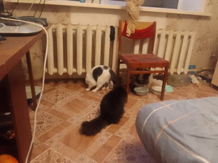 Видеосъемка игр восьми кошек.