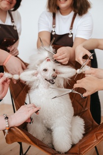 🐩ПУДЕЛИ✂️